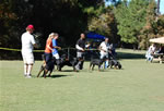 KENNEL GROUP: 0301 Von Rivendell Rottweilers 1st
