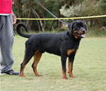 6-9 MALES: 0120 Kobe Von Rivendell VP3
