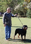 MALES SIEGER CLASS: 0046 West Wind Excellent Blue Boy V3