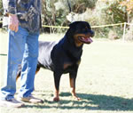 MALES SIEGER CLASS: 0048 West Wind Excellent Blue Boy V3