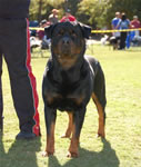 MALES SIEGER CLASS: 0061 Darkstarrs Chrome Von Dietrich V1