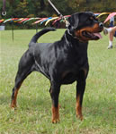 0781 Daisy Mae V Rivendell SG4