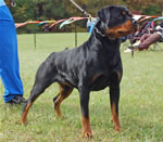 0783 Daisy Mae V Rivendell SG4