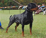 0784 Daisy Mae V Rivendell SG4