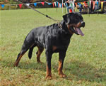 0276 Benno Of Silver Fild KG SG