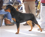1157 Bruna Vom Vollenhaus VP1 Best Female Puppy