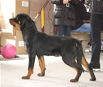 0961 Eyk Von Der Stark P