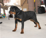 0965 Eyk Von Der Stark P