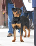 0994 Kostlich Bodacious Von Ursa VP3