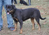 0439 Jennasons Cajun Elin V4