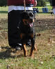 0235 Mona Von Bloniev VP1 And Best Female Puppy