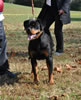 0239 Mona Von Bloniev VP1 And Best Female Puppy