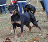 0294 Venom Vom Drakkenfels SG2