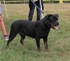 18-24 month FEMALES: 207 Konnenstoltz Reba SG