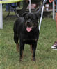 18-24 month FEMALES: 208 Konnenstoltz Reba SG
