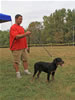 4-6 month FEMALES: 105 Rogue Vom Drakkenfels VP4
