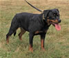 6-9 month FEMALES: 130 Callie Von Der Kuhlen Kante VP