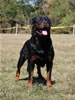 Gebrauschund Males: 0824 Moro Timit Tor SG1