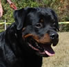 Gebrauschund Males: 0827 Marlon Vom Rangau SG2