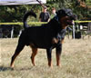 Open Males: 0640 Leo Von Der Blockhutte V3