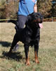 Open Males: 0681 Diesel Braddox Von Rivendell V4