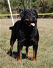 Open Males: 0688 Zoro Von Hasan Hause V