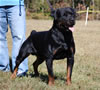 Open Males: 0719 Jenecks Yanko SG