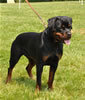 12-18 month females: 0450 Kelemens Jager Von Krafthaus V3