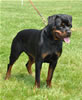 12-18 month females: 0451 Kelemens Jager Von Krafthaus V3