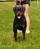 12-18 month females: 0452 Kelemens Jager Von Krafthaus V3