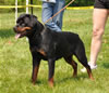 12-18 month females: 0453 Kelemens Jager Von Krafthaus V3
