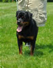 18-24 mth females: 0479 Addie Vom Hause Hudson SG