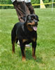 18-24 mth females: 0483 Banjo Von Brinkhaus SG3