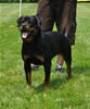 18-24 mth females: 0484 Banjo Von Brinkhaus SG3