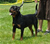 18-24 mth females: 0485 Banjo Von Brinkhaus SG3