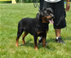18-24 mth females: 0498 Bianca Vom Hause Kelleman SG