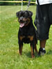 18-24 mth females: 0500 Bianca Vom Hause Kelleman SG