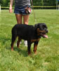 4-6 mth rottweiler females: 03987 Abegayle Vom Himmlisches VP2