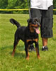 6-9 mth rottweiler females: 0414 Farina Vom Hause Kelleman VP1