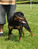 9-12 mth rottweiler females: 0421 Blackwolfs Gina VP3