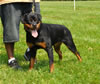 9-12 mth rottweiler females: 0422 Blackwolfs Gina VP3