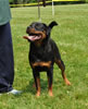 9-12 mth rottweiler females: 0424 Chloe Vom Hause Dodson VP1
