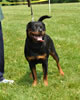 9-12 mth rottweiler females: 0425 Chloe Vom Hause Dodson VP1