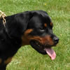 9-12 mth rottweiler females: 0427 Ulla Vom Blaurasen VP2