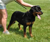 9-12 mth rottweiler females: 0428 Ulla Vom Blaurasen VP2