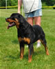 9-12 mth rottweiler females: 0431 Ulla Vom Blaurasen VP2