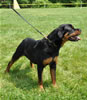 9-12 mth rottweiler females: 0432 Ulla Vom Blaurasen VP2