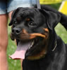 Open Females: 0678 Palin Vom Blaurasen V2