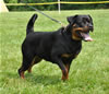 Open Females: 0679 Palin Vom Blaurasen V2