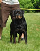 12-18 month males: 0348 Chico Von Brinkhaus SG1